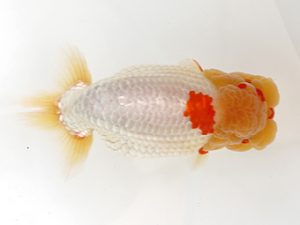 下関観魚会　東取締　清水正雄　広島