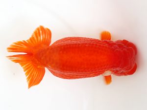 下関観魚会　西取締　三浦哲男　大分東鱗会