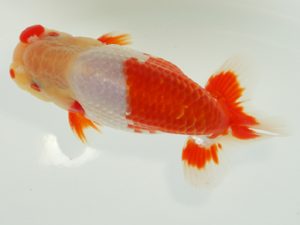 静岡らんちう同好会　東大関　石田道夫