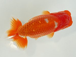 静岡らんちう同好会　西大関　曽根　修