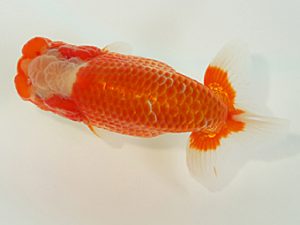 静岡らんちう同好会　立行司　石田道夫