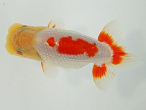 静岡らんちう同好会　西取締　金田　明