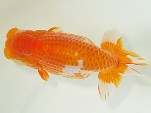 静岡らんちう同好会　東大関　松田力三