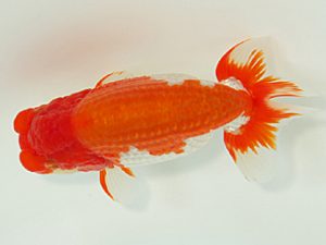 静岡らんちう同好会　西大関　松本芳夫