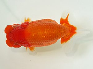 静岡らんちう同好会　立行司　北川浩三