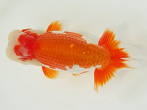 静岡らんちう同好会　西取締　曽根　修