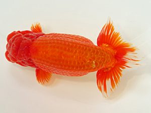 静岡らんちう同好会　東大関　青木和久