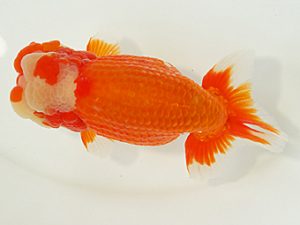 静岡らんちう同好会　西大関　猪尾正紀