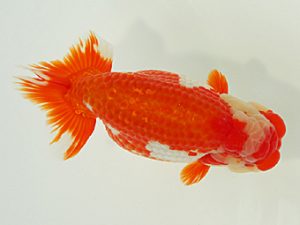 静岡らんちう同好会　立行司　野村哲史