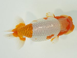 静岡らんちう同好会　東取締　川口久男