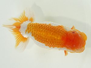 静岡らんちう同好会　西取締　猪尾正紀