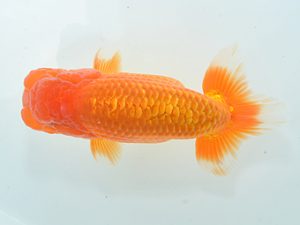 湘南らんちゅう会 勧進元一　池住　修　小田原