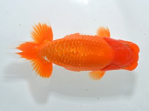 湘南らんちゅう会 勧進元二　高橋大祐　厚木