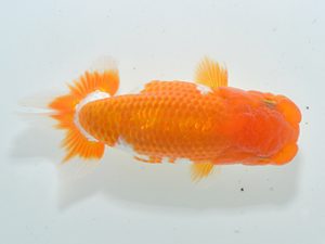 湘南らんちゅう会 行司一　加藤貞信　横浜