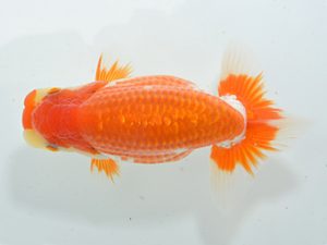 湘南らんちゅう会 行司二　安田英一　川崎