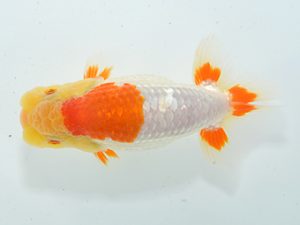 湘南らんちゅう会 行司三　田代裕則　平塚