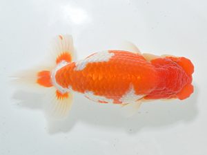 湘南らんちゅう会 脇行司一　古瀬　充　南足柄