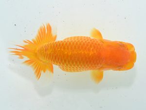 湘南らんちゅう会 脇行司二　村田祐則　相模原