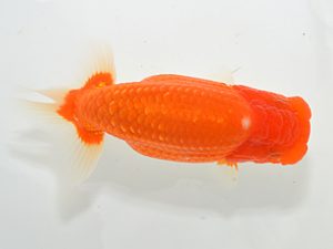 湘南らんちゅう会　西大関　熊澤　誠　伊勢原