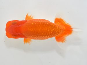 湘南らんちゅう会　立行司　熊澤　誠　伊勢原