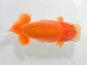 湘南らんちゅう会　取締一　高橋大祐　厚木