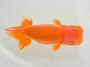 湘南らんちゅう会　取締二　加藤貞信　横浜