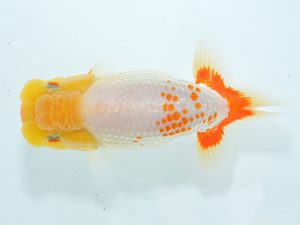 湘南らんちゅう会 西関脇　松藤良一　茅ヶ崎