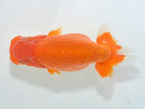 湘南らんちゅう会 東小結　矢作雄一　横浜