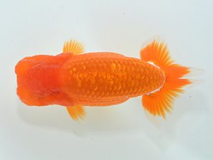 湘南らんちゅう会 西小結　田代裕則　平塚