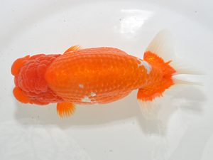 湘南らんちゅう会　東大関　熊澤　誠　伊勢原