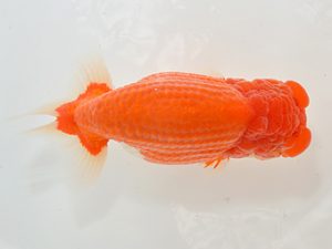 湘南らんちゅう会　西大関　熊澤　誠　伊勢原