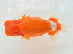 湘南らんちゅう会　立行司　高橋大祐　厚木