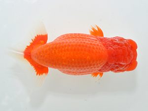 湘南らんちゅう会　取締一　熊澤　誠　伊勢原