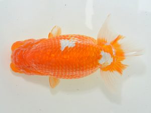 湘南らんちゅう会　取締二　安田英一　川崎