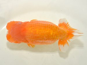 湘南らんちゅう会　東大関　高橋大祐　厚木