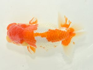 湘南らんちゅう会　西大関　古瀬　充　南足柄