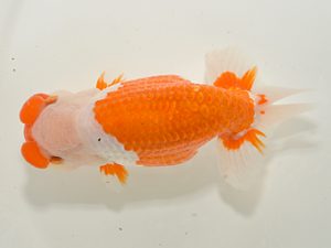 湘南らんちゅう会　立行司　高橋大祐　厚木