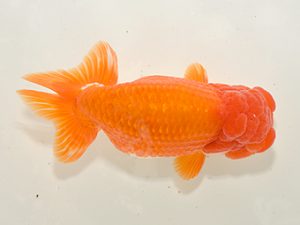 湘南らんちゅう会　取締二　安田英一　川崎