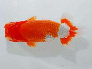 紫錦会 東大関 物部光宏 三崎 紫錦会 東大関 物部光宏 三崎