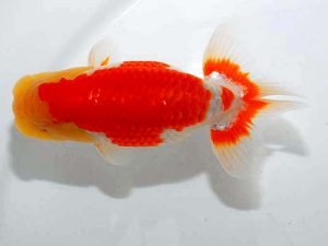 紫錦会 東勧進元 菅原康夫 池上 紫錦会 東勧進元 菅原康夫 池上