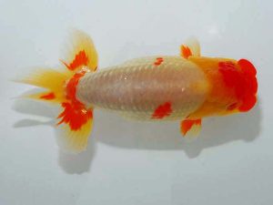 紫錦会 西勧進元 小串章生 横浜 紫錦会 西勧進元 小串章生 横浜