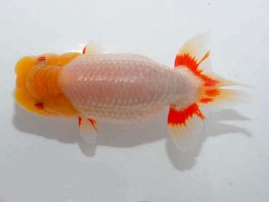 紫錦会 行司一 桑田耕治 目黒 紫錦会 行司一 桑田耕治 目黒