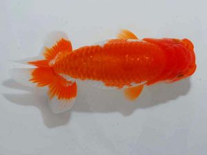 紫錦会 行司二 小串章生 横浜 紫錦会 行司二 小串章生 横浜