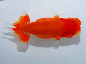 紫錦会 行司三 西村研一 文京区 紫錦会 行司三 西村研一 文京区