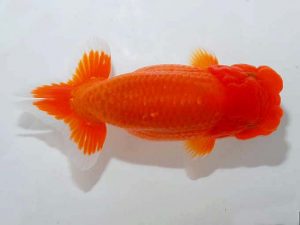 紫錦会 東脇行司 小串章生 横浜 紫錦会 東脇行司 小串章生 横浜