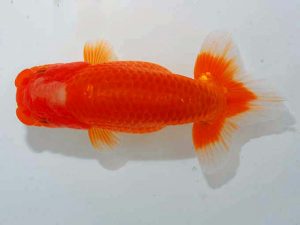 紫錦会 西脇行司 漆畑 元 川崎 紫錦会 西脇行司 漆畑 元 川崎