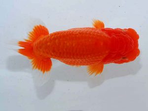 紫錦会 西大関 足立正利 品川 紫錦会 西大関 足立正利 品川