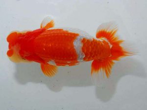 紫錦会 立行司 白石友太朗 蒲田 紫錦会 立行司 白石友太朗 蒲田