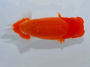 紫錦会 取締一 物部光宏 三崎 紫錦会 取締一 物部光宏 三崎