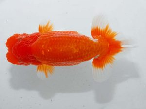 紫錦会 取締二 足立正利 品川 紫錦会 取締二 足立正利 品川